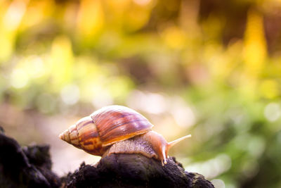 Close-up of snail