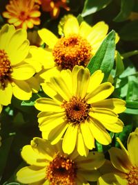 Close-up of daisy flower