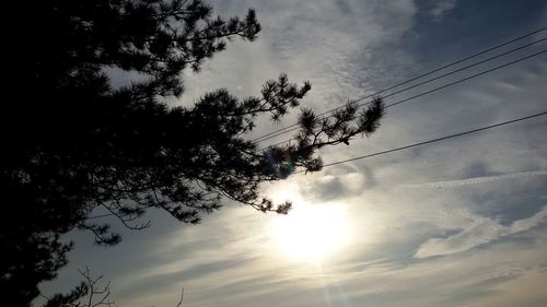 Low angle view of trees against sky