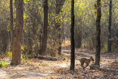 Tiger cub running amidst trees in forest