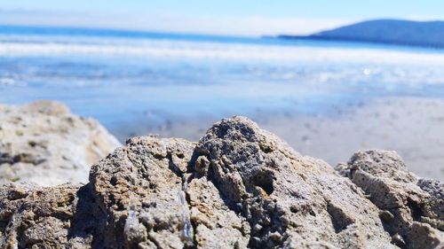 Close-up of lizard on rock at beach against sky