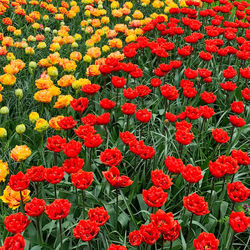 High angle view of red flowering plants