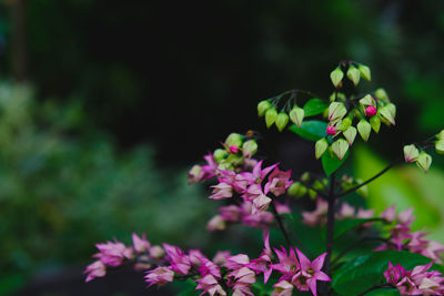 Close-up of pink flowering plant