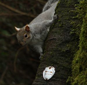 Close-up of squirrel