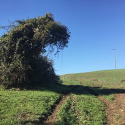 Tree on field against clear sky