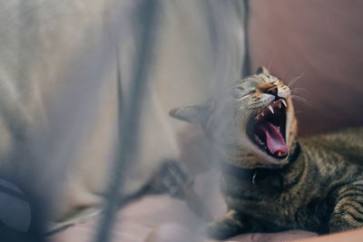 Close-up of cat yawning