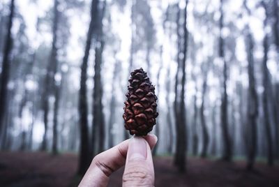 Midsection of person holding pine cone in forest