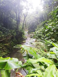 Trees growing in forest