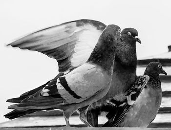 Close-up of damaged flying over white background