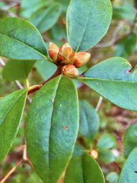 Close-up of fruit on plant