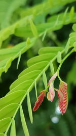 Close-up of red flower