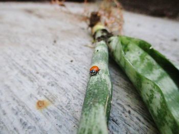 Close-up of ladybug on leaf