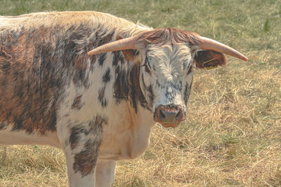 Close-up of cow