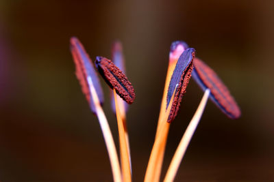 Close-up of stamen