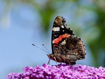 Close-up of butterfly on magenta flowers