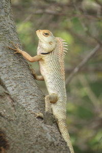 Close-up of a lizard on tree