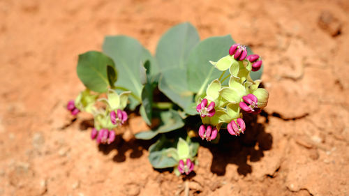 Close-up of pink flowering plant