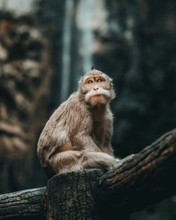 Monkey sitting on wood