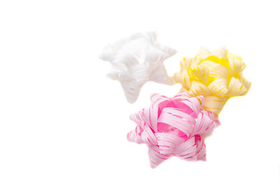 Close-up of pink roses against white background