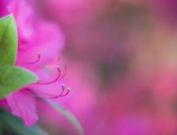 Close-up of pink flowering plant