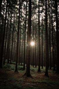 Sunlight streaming through trees in forest