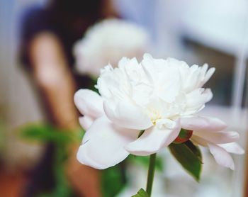 Close-up of white flowers blooming outdoors