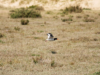 Side view of a bird on a field