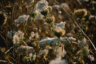 Close-up of flowering plant on field