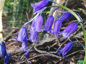 Close-up of purple flowers blooming against blue sky