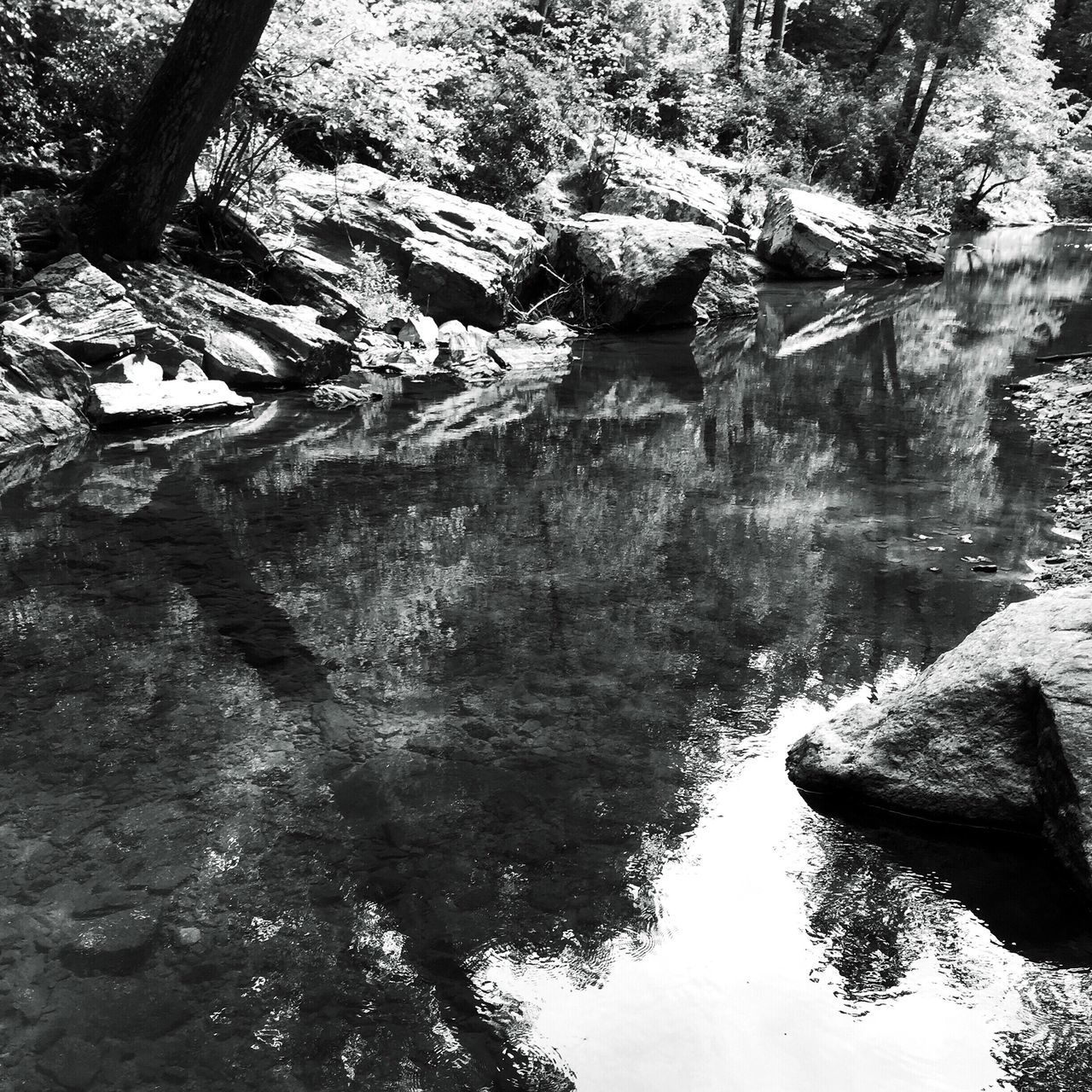 REFLECTION OF TREES IN WATER