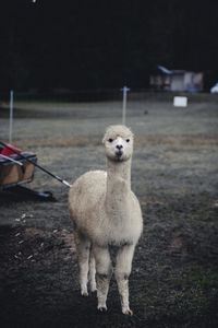 Portrait of a sheep on field