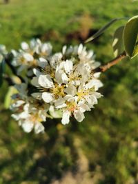 Close-up of white flowering plant