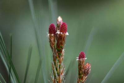 Close-up of flowering plant