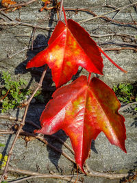 Close-up of wet maple leaves