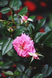 Close-up of pink flowers