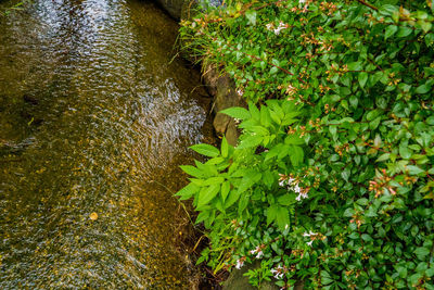 High angle view of plants growing in lake