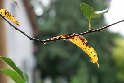 Close-up of autumn leaf on twig