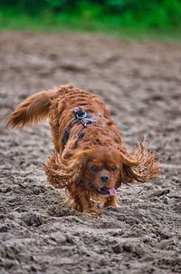 Portrait of a dog on field