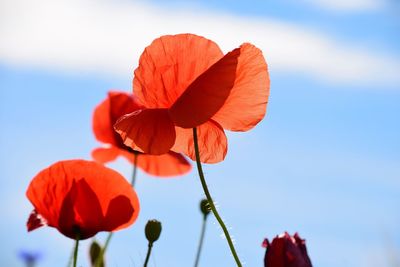 Low angle view of red flowers against sky