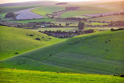 High angle view of grassy field