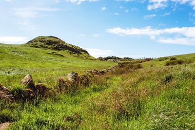 Scenic view of green field against sky