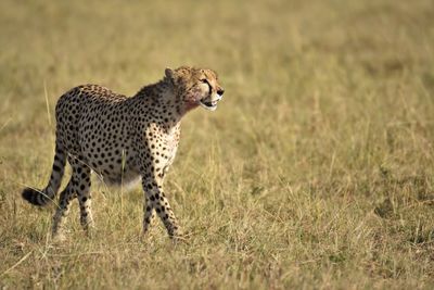 Full length of a cat on field