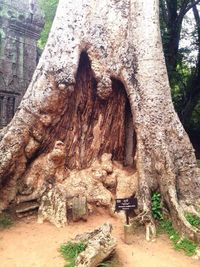 View of tree trunk