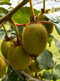 Close-up of fruits on tree