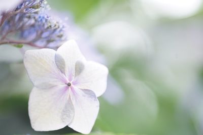 flowering plant