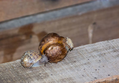 Close-up of snail on wood