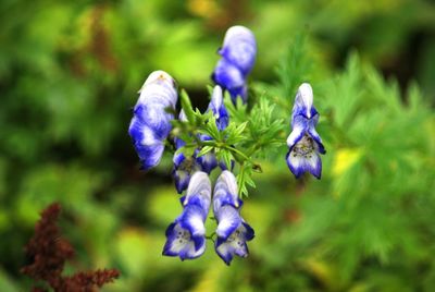 Close-up of purple flowers blooming outdoors