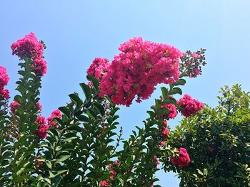 Low angle view of pink flowers against clear sky