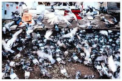High angle view of birds in snow