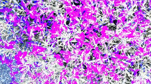 Full frame shot of purple flowers